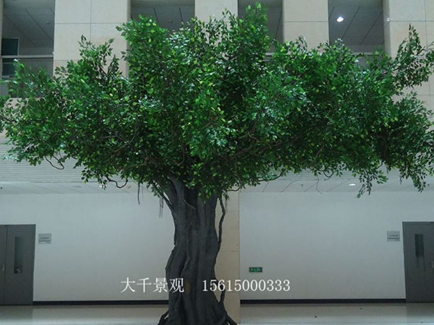 點擊查看詳細信息<br>標題：室內榕樹 閱讀次數：1427