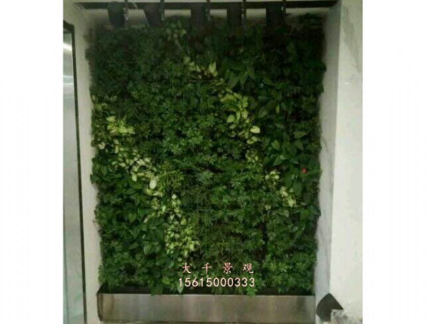 點擊查看詳細信息<br>標題：綠植墻 閱讀次數：2099